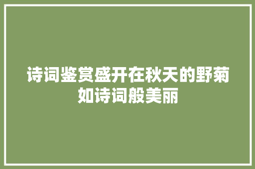 诗词鉴赏盛开在秋天的野菊如诗词般美丽