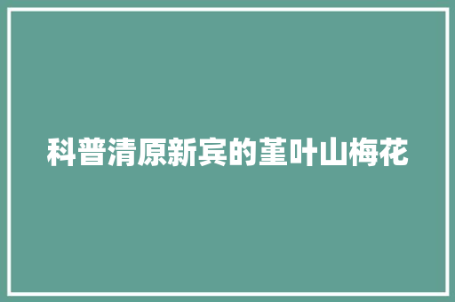 科普清原新宾的堇叶山梅花