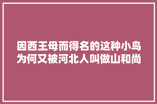 因西王母而得名的这种小鸟为何又被河北人叫做山和尚
