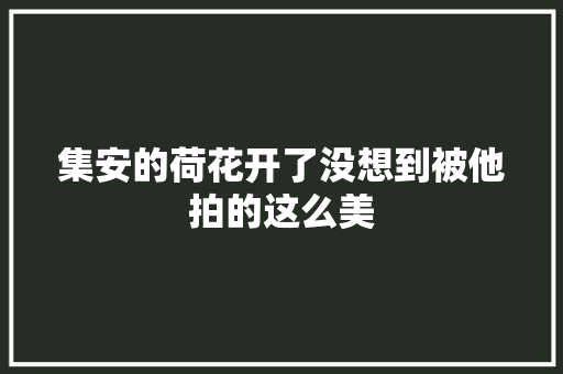 集安的荷花开了没想到被他拍的这么美