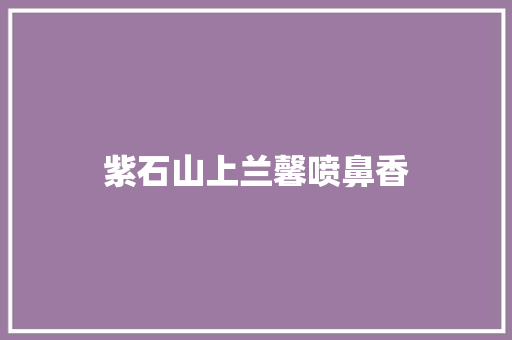 紫石山上兰馨喷鼻香