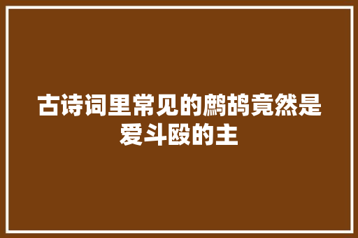 古诗词里常见的鹧鸪竟然是爱斗殴的主