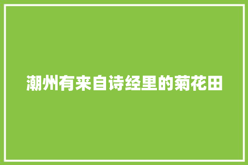 潮州有来自诗经里的菊花田