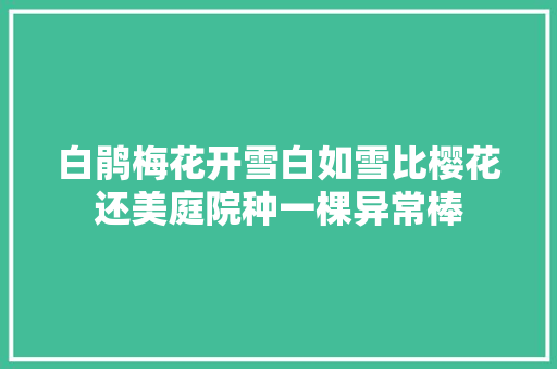 白鹃梅花开雪白如雪比樱花还美庭院种一棵异常棒