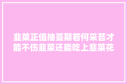 韭菜正值抽薹期若何采苔才能不伤韭菜还能吃上韭菜花