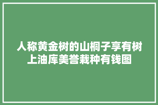 人称黄金树的山桐子享有树上油库美誉栽种有钱图
