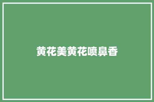 黄花美黄花喷鼻香