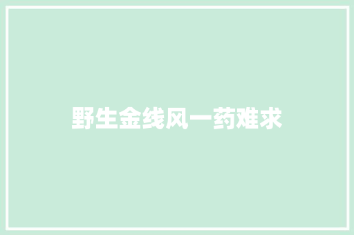 野生金线风一药难求