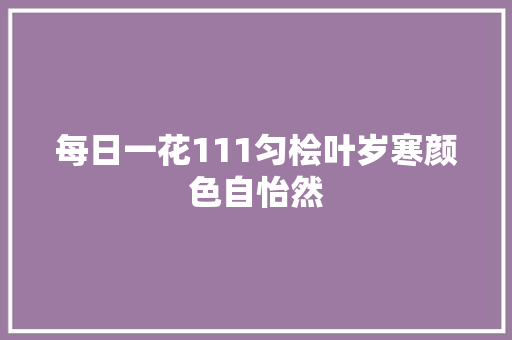 每日一花111匀桧叶岁寒颜色自怡然