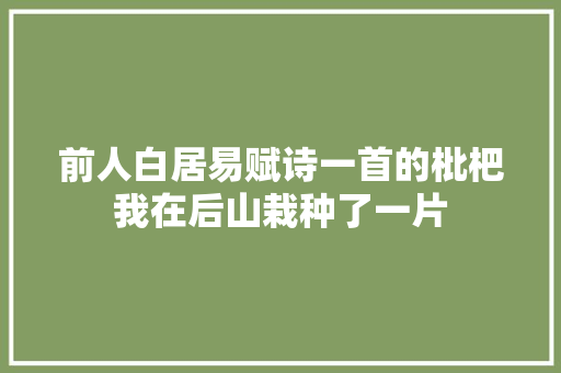 前人白居易赋诗一首的枇杷我在后山栽种了一片