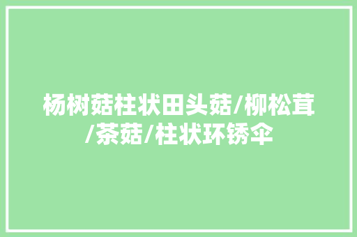 杨树菇柱状田头菇/柳松茸/茶菇/柱状环锈伞