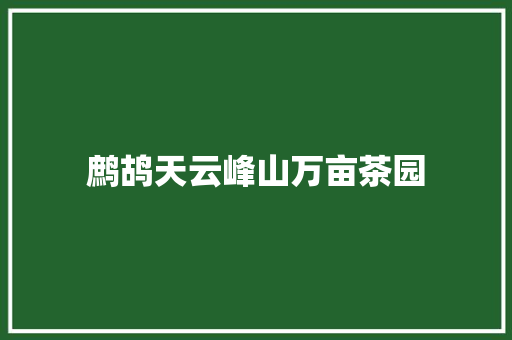 鹧鸪天云峰山万亩茶园