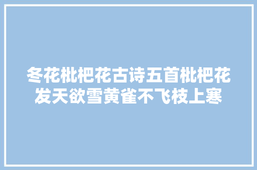 冬花枇杷花古诗五首枇杷花发天欲雪黄雀不飞枝上寒
