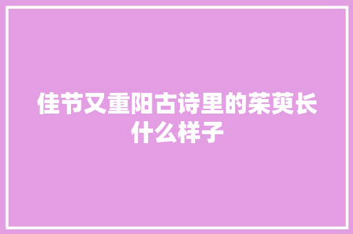 佳节又重阳古诗里的茱萸长什么样子