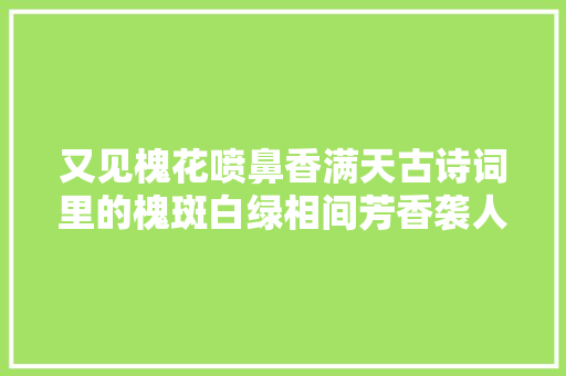 又见槐花喷鼻香满天古诗词里的槐斑白绿相间芳香袭人
