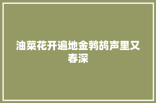 油菜花开遍地金鹁鸪声里又春深