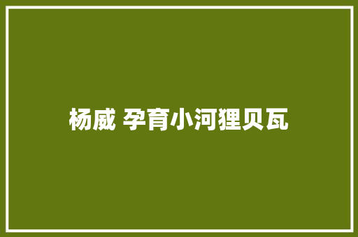 杨威 孕育小河狸贝瓦