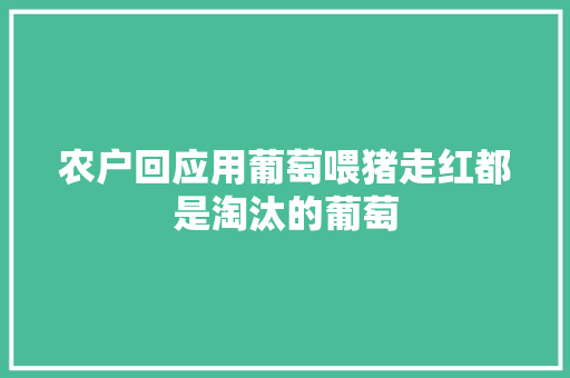 农户回应用葡萄喂猪走红都是淘汰的葡萄