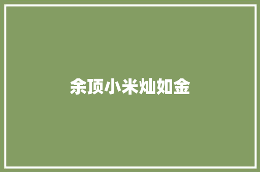 余顶小米灿如金