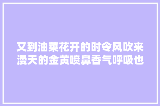 又到油菜花开的时令风吹来漫天的金黄喷鼻香气呼吸也春天了起来