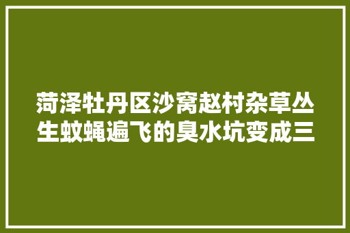 菏泽牡丹区沙窝赵村杂草丛生蚊蝇遍飞的臭水坑变成三季有花四时常绿的美丽公园
