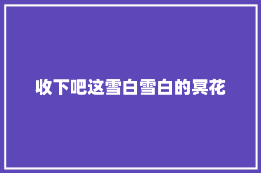 收下吧这雪白雪白的冥花