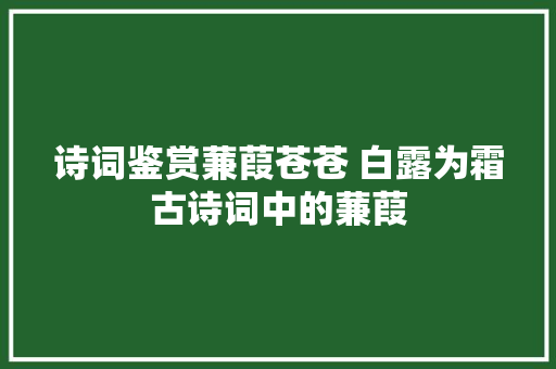 诗词鉴赏蒹葭苍苍 白露为霜古诗词中的蒹葭