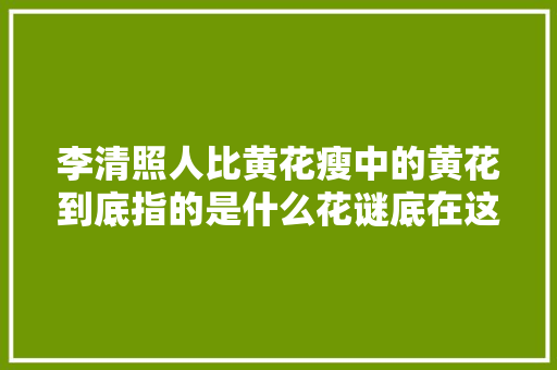 李清照人比黄花瘦中的黄花到底指的是什么花谜底在这里