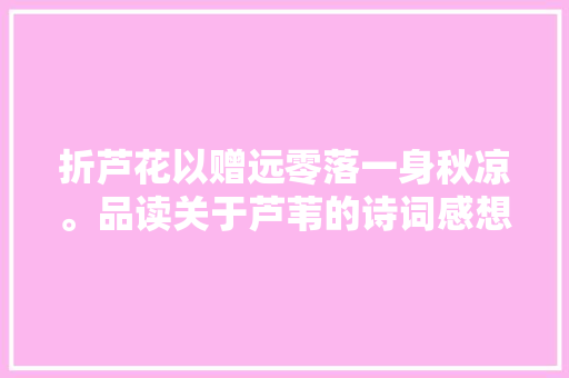折芦花以赠远零落一身秋凉。品读关于芦苇的诗词感想沾染诗意暮秋