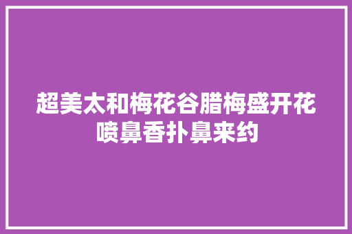 超美太和梅花谷腊梅盛开花喷鼻香扑鼻来约