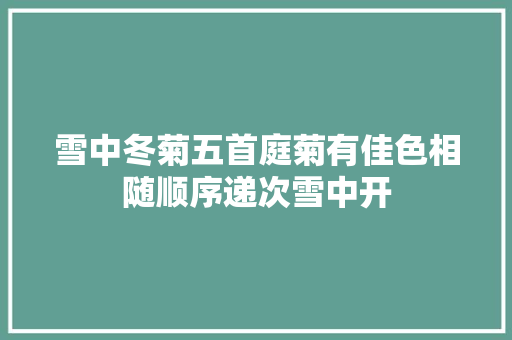雪中冬菊五首庭菊有佳色相随顺序递次雪中开
