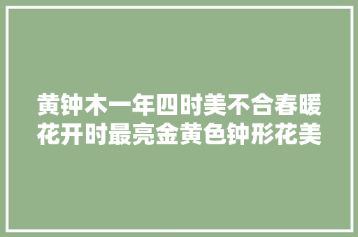 黄钟木一年四时美不合春暖花开时最亮金黄色钟形花美爆了