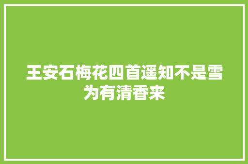 王安石梅花四首遥知不是雪为有清香来