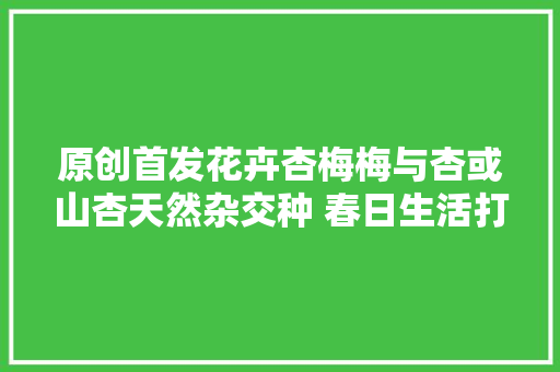 原创首发花卉杏梅梅与杏或山杏天然杂交种 春日生活打卡季