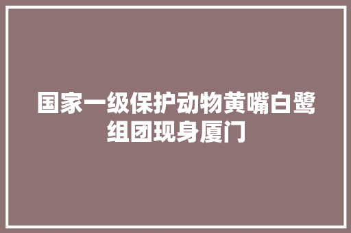 国家一级保护动物黄嘴白鹭组团现身厦门