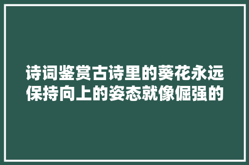 诗词鉴赏古诗里的葵花永远保持向上的姿态就像倔强的你