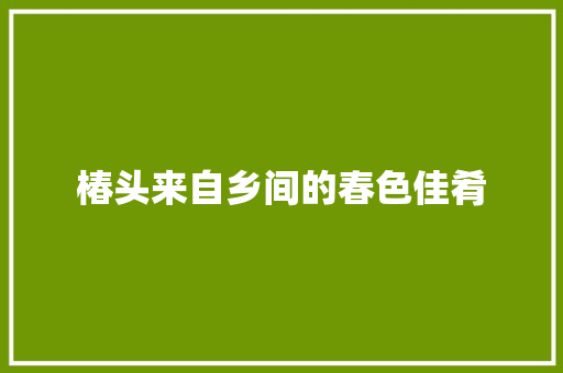 椿头来自乡间的春色佳肴
