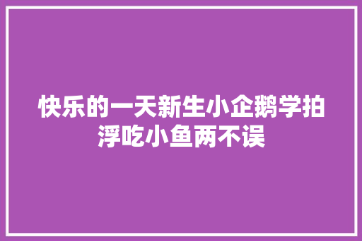 快乐的一天新生小企鹅学拍浮吃小鱼两不误