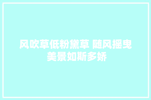 风吹草低粉黛草 随风摇曳 美景如斯多娇