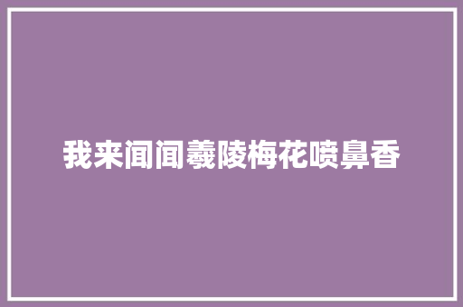 我来闻闻羲陵梅花喷鼻香