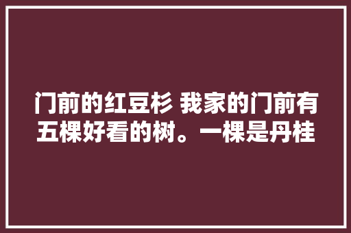 门前的红豆杉 我家的门前有五棵好看的树。一棵是丹桂