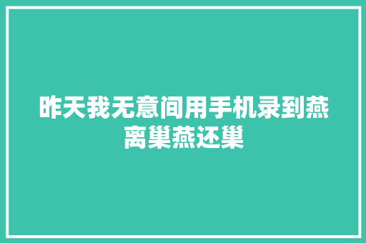 昨天我无意间用手机录到燕离巢燕还巢