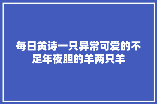 每日黄诗一只异常可爱的不足年夜胆的羊两只羊