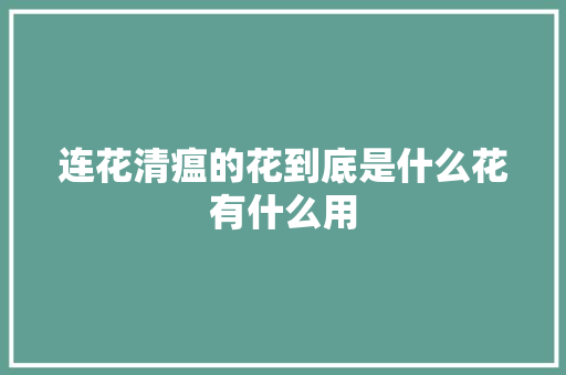 连花清瘟的花到底是什么花有什么用