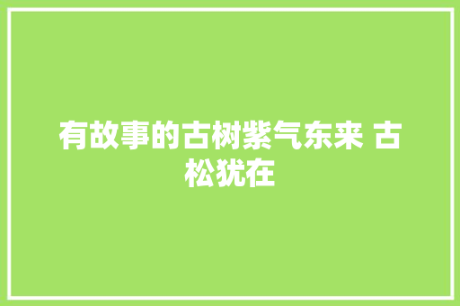 有故事的古树紫气东来 古松犹在