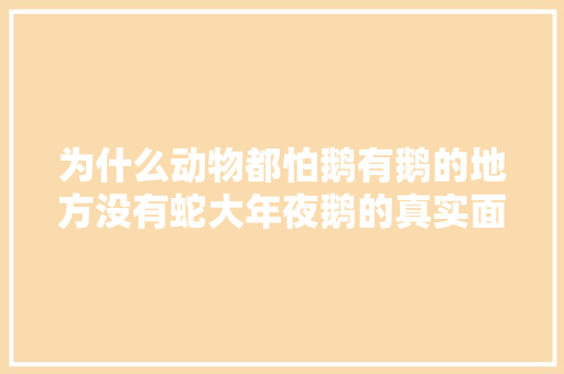 为什么动物都怕鹅有鹅的地方没有蛇大年夜鹅的真实面貌超出你想象