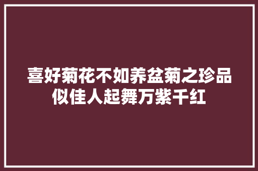 喜好菊花不如养盆菊之珍品似佳人起舞万紫千红 喜好菊花不如养盆菊之珍品似佳人起舞万紫千红