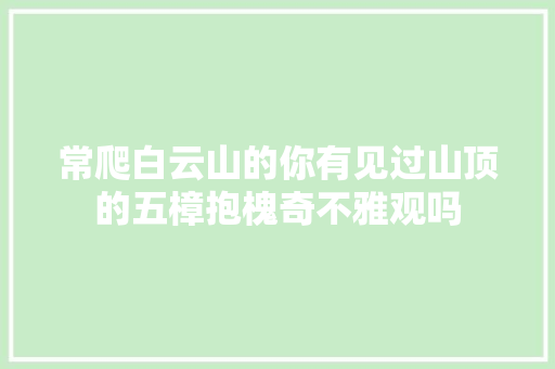 常爬白云山的你有见过山顶的五樟抱槐奇不雅观吗