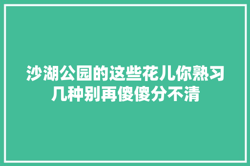 沙湖公园的这些花儿你熟习几种别再傻傻分不清