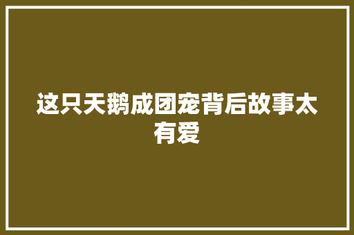 这只天鹅成团宠背后故事太有爱